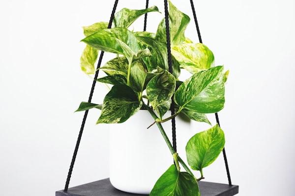 欧冠半决赛皇家马德里队球员庆祝进球